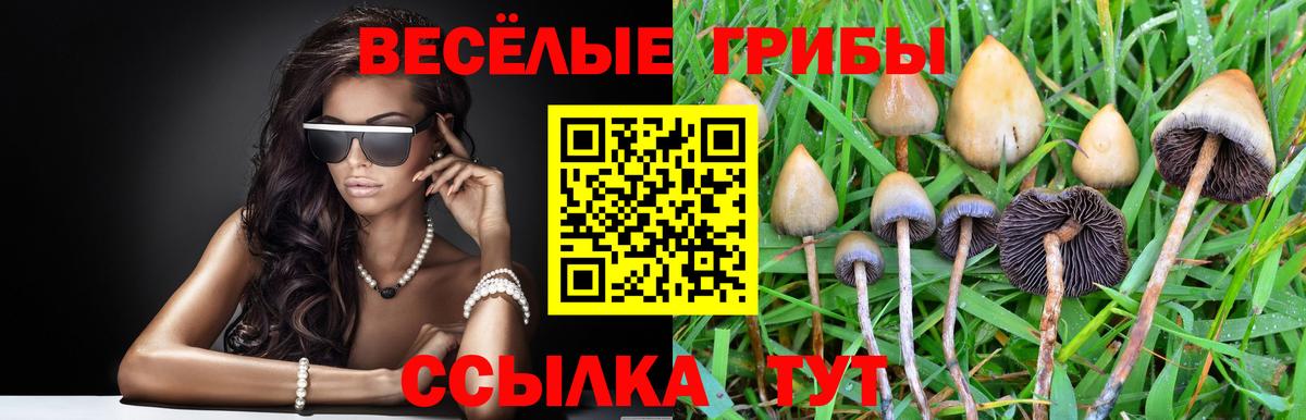Алексин  Псилоцибиновые грибы MAGIC MUSHROOMS  Вход с VPN  Галлюциногенные грибы MAGIC MUSHROOMS 